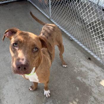 Marlene -  Catahoula Leopard Dog and Labrador Retriever Dog for Adoption in Monticello, Iowa - Marlene | PetCurious