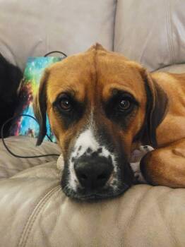 Boxer and Hound Dogs Available for Adoption - Rex | PetCurious