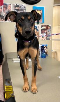 Dog Kennel #12 -  Rottweiler and Mixed Breed Dog for Adoption in Greenville, Texas - Dog Kennel #12 | PetCurious