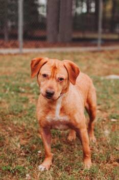 Retriever and Mixed Breed Dogs Available for Adoption in North Charleston, South Carolina - 90603A Tippy Toes | PetCurious
