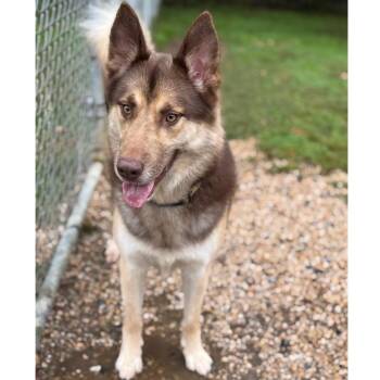 Toby -  German Shepherd Dog and Husky Dog for Adoption in Ridgely, Maryland - Toby | PetCurious
