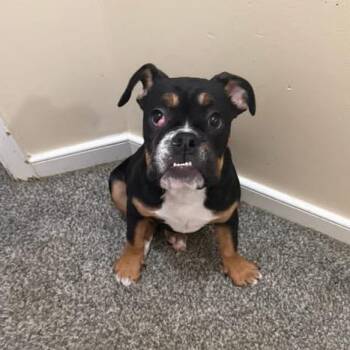 Skadi -  English Bulldog Dog for Adoption in Fredericksburg, Virginia - Skadi | PetCurious