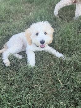 Theo -  Maltese and Poodle Dog for Adoption in Mckinney, Texas - Theo | PetCurious