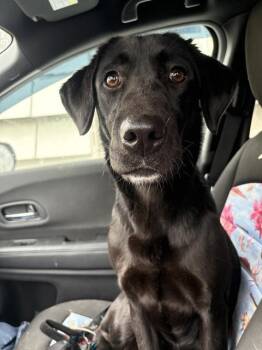 Labrador Retriever Dogs Available for Adoption - MABEL | PetCurious