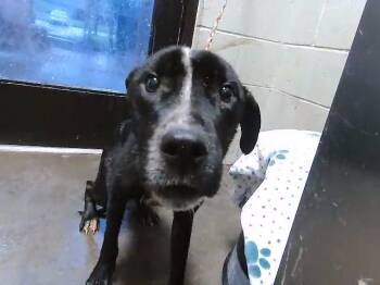 PORKY -  Pit Bull Terrier and Mixed Breed Dog for Adoption in Tulsa, Oklahoma - PORKY | PetCurious