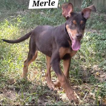 Rescue Shepherd Dogs for Adoption in Annandale, Virginia - Merle | PetCurious