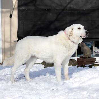 Great Pyrenees Dogs Available for Adoption - Sandra | PetCurious