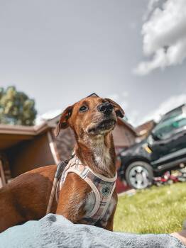 Cornelia -  Cattle Dog Dog for Adoption in Harlingen, Texas - Cornelia | PetCurious