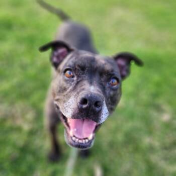 Rescue Pit Bull Terrier Dogs for Adoption in Chino Hills, California - Zoe(C000-321) -*Avail By Appt* | PetCurious