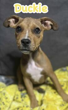 Rescue Mixed Breed Dogs for Adoption in Ringwood, New Jersey - Duckie | PetCurious