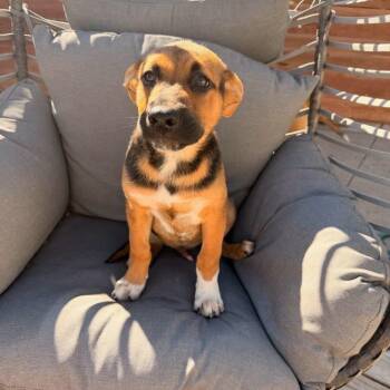 Bean -  Mixed Breed Dog for Adoption in Buffalo, Minnesota - Bean | PetCurious