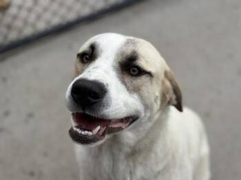 Anatolian Shepherd and Mixed Breed Dogs Available for Adoption in Tulsa, Oklahoma - ARCHER | PetCurious