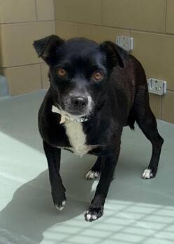 Chihuahua and Mixed Breed Dogs Available for Adoption - ANNIE | PetCurious