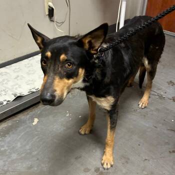 Australian Shepherd and Mixed Breed Dogs Available for Adoption - Dakota | PetCurious