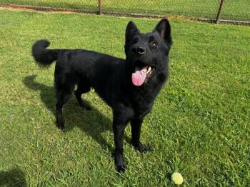 MIDNIGHT -  German Shepherd Dog Dog for Adoption in Grovetown, Georgia - MIDNIGHT | PetCurious