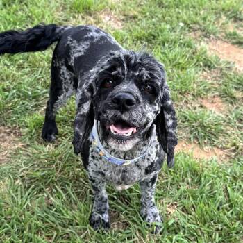 Cocker Spaniel Dogs Available for Adoption in Pelham, New Hampshire - Jules  | PetCurious