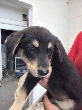 CHURRO -  German Shepherd Dog and Mixed Breed Dog for Adoption in San Bernardino, California - CHURRO | PetCurious