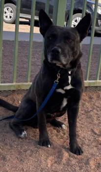 Bosco -  Mixed Breed Dog Available for Adoption in Hobbs, New Mexico - Bosco | PetCurious
