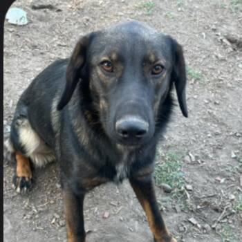 Rescue Shepherd Dogs for Adoption in Kirkland, Washington - Marley - Foster Needed! | PetCurious