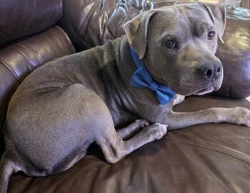 Prince Duke -  Pit Bull Terrier Dog Available for Adoption - Prince Duke | PetCurious