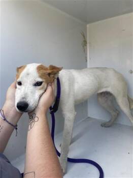 Rescue Shiba Inu and Mixed Breed Dogs for Adoption in Houston, Texas - A645109 | PetCurious
