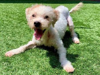 Miniature Poodle Dogs Available for Adoption in San Marcos, California - URGENT SAVE ME PLEASE Sami A550983 | PetCurious