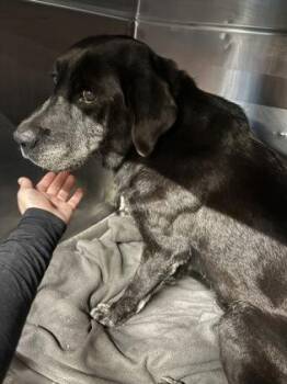 61800832 -  Labrador Retriever and Mixed Breed Dog for Adoption in El Paso, Texas - 61800832 | PetCurious