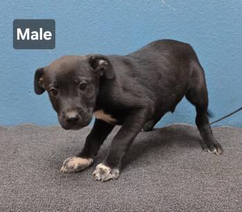 Cash -  Border Terrier Dog for Adoption in Dripping Springs, Texas - Cash | PetCurious