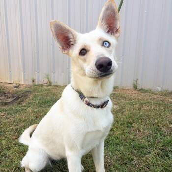 Athena -  White German Shepherd and Mixed Breed Dog for Adoption in Tulsa, Oklahoma - Athena | PetCurious