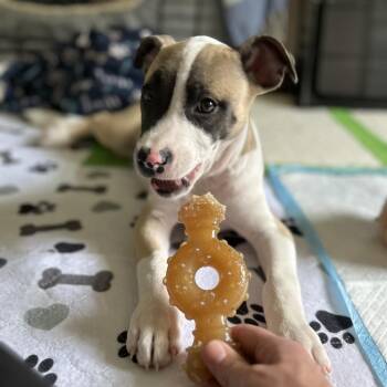Gouda -  Australian Kelpie Dog for Adoption in Austell, Georgia - Gouda | PetCurious