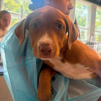 Adelaide -  Mixed Breed Dog for Adoption in Huntington, West Virginia - Adelaide | PetCurious