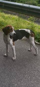 Rascal -  Treeing Walker Coonhound Dog for Adoption in Fayetteville, West Virginia - Rascal | PetCurious