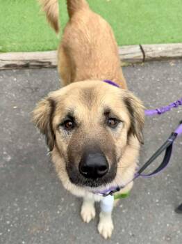Anatolian Shepherd Dogs Available for Adoption - Sage | PetCurious