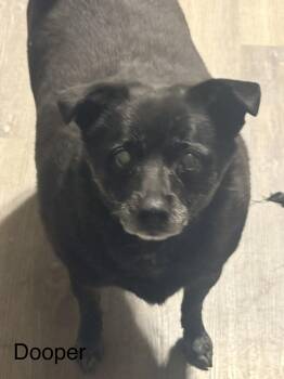 Dooper -  Chihuahua Dog for Adoption in Modesto, California - Dooper | PetCurious