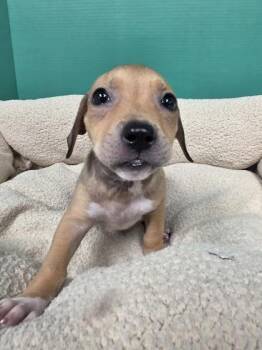 Bitsy -  Mixed Breed Dog for Adoption in Houston, Texas - Bitsy | PetCurious