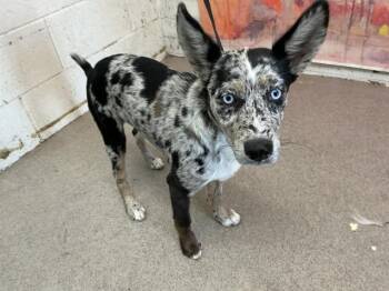 TULIP -  Australian Cattle Dog Blue Heeler Dog for Adoption in San Bernardino, California - TULIP | PetCurious