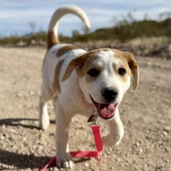Anatolian Shepherd Dogs Available for Adoption - Patia | PetCurious