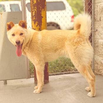 Hatchi -  Husky and Mixed Breed Dog for Adoption in Marion, Virginia - Hatchi | PetCurious