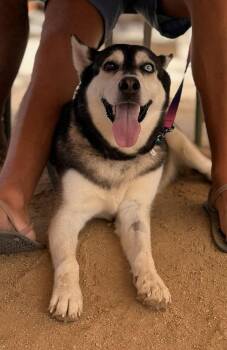 Skye -  Husky Dog for Adoption in Anchorage, Alaska - Skye | PetCurious
