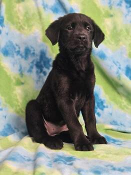 Rottweiler and Golden Retriever Dogs Available for Adoption in East Sparta, Ohio - French Toast | PetCurious