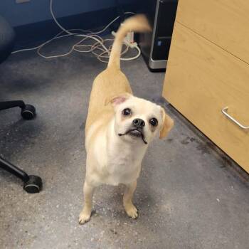 Louie -  Chihuahua and Pug Dog for Adoption in Tylertown, Mississippi - Louie | PetCurious