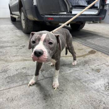 Pit Bull Terrier Dogs Available for Adoption - Peter Pan | PetCurious