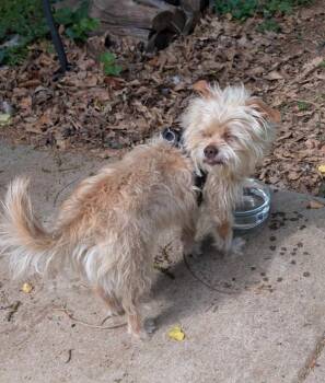 Cairn Terrier Dogs Available for Adoption in Columbia, Tennessee - Emmit | PetCurious