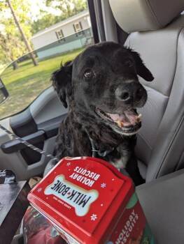 CHURCH -  Border Collie and Mixed Breed Dog for Adoption in Brunswick, Georgia - CHURCH | PetCurious