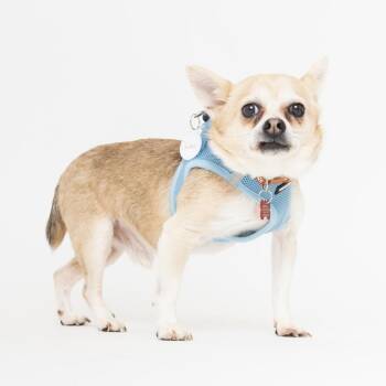 Ginko 14089 -  Chihuahua Dog Available for Adoption in San Francisco, California - Ginko 14089 | PetCurious