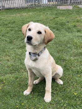 Labrador Retriever Dogs Available for Adoption in Cheektowaga, New York - Chrissy (Maple) | PetCurious