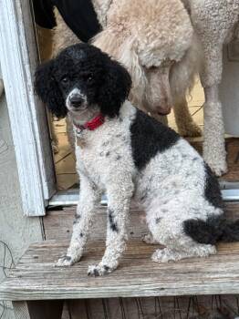 Miniature Poodle Dogs Available for Adoption - Axel | PetCurious