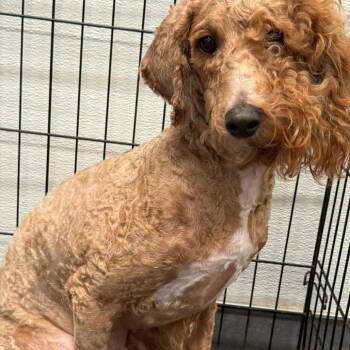 Golden Retriever and Poodle Dogs Available for Adoption - Clover 7522 | PetCurious