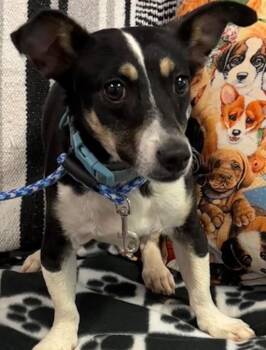 Rat Terrier Dogs Available for Adoption in Elizabethton, Tennessee - PATCHES | PetCurious