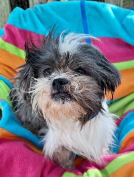 Shih Tzu Dogs Available for Adoption in Missouri City, Texas - Zamiro WV-T LOCAL Adoption Event In Woodinville 4/26 | PetCurious